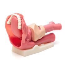 Laerdal Airways Management Trainer