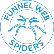 BUTTON Spider